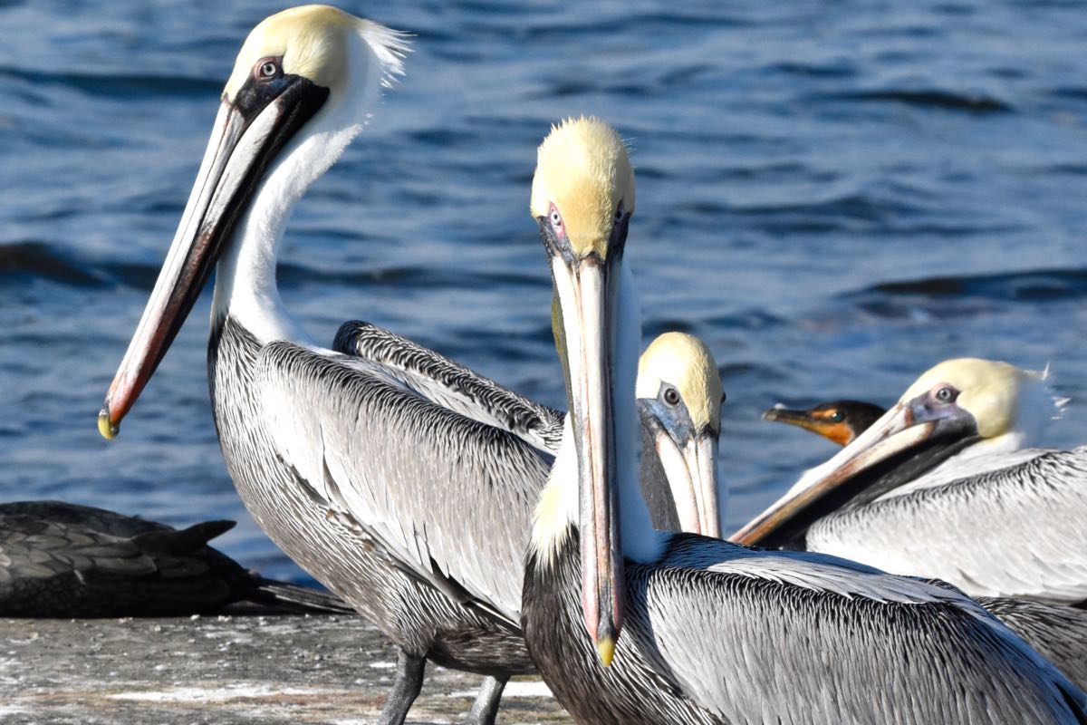 pelicans biscayne national park